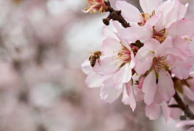 Bees near to pink flowers