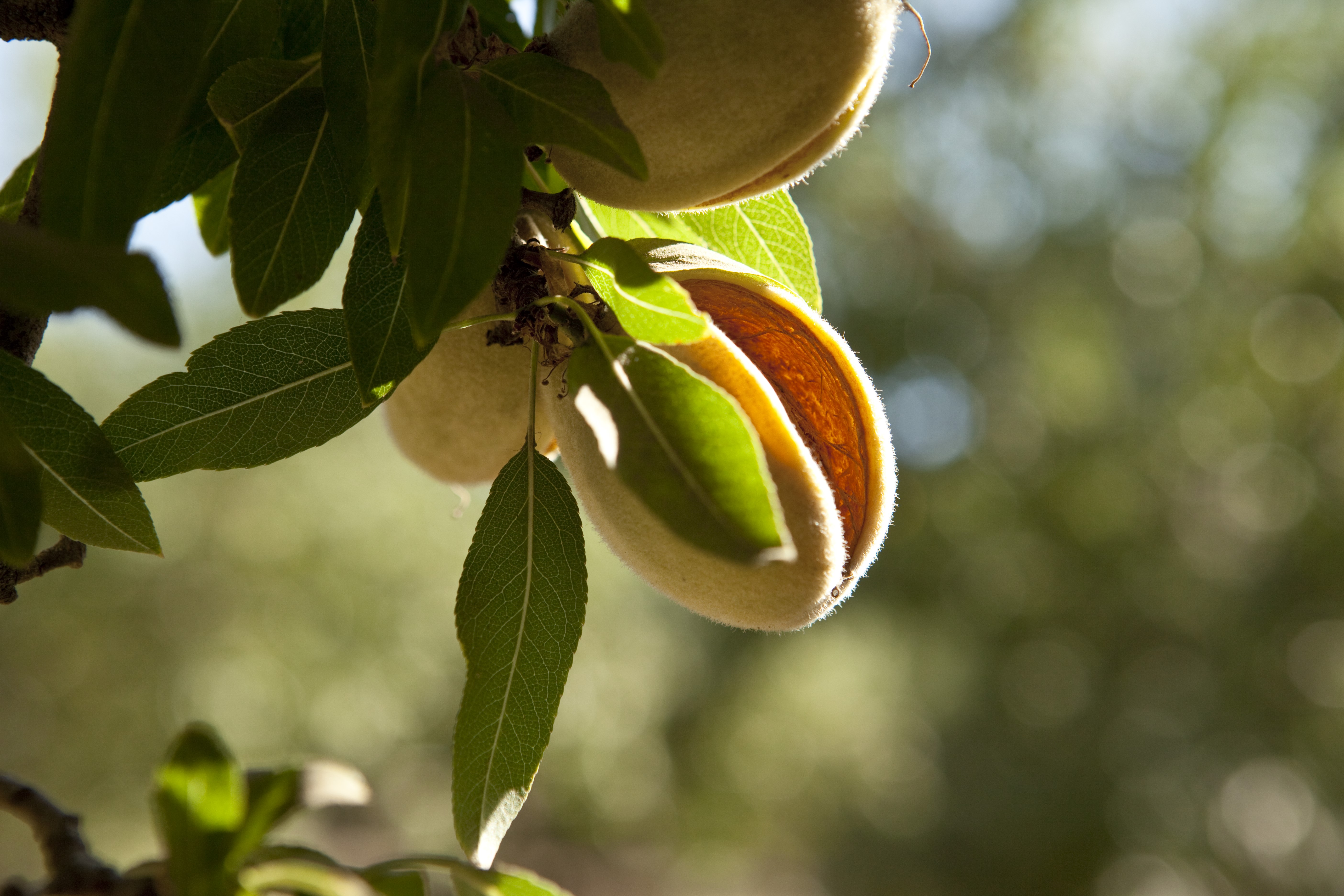 USDA Projects Larger 2024 Almond Crop; Down 7 Percent from May Forecast