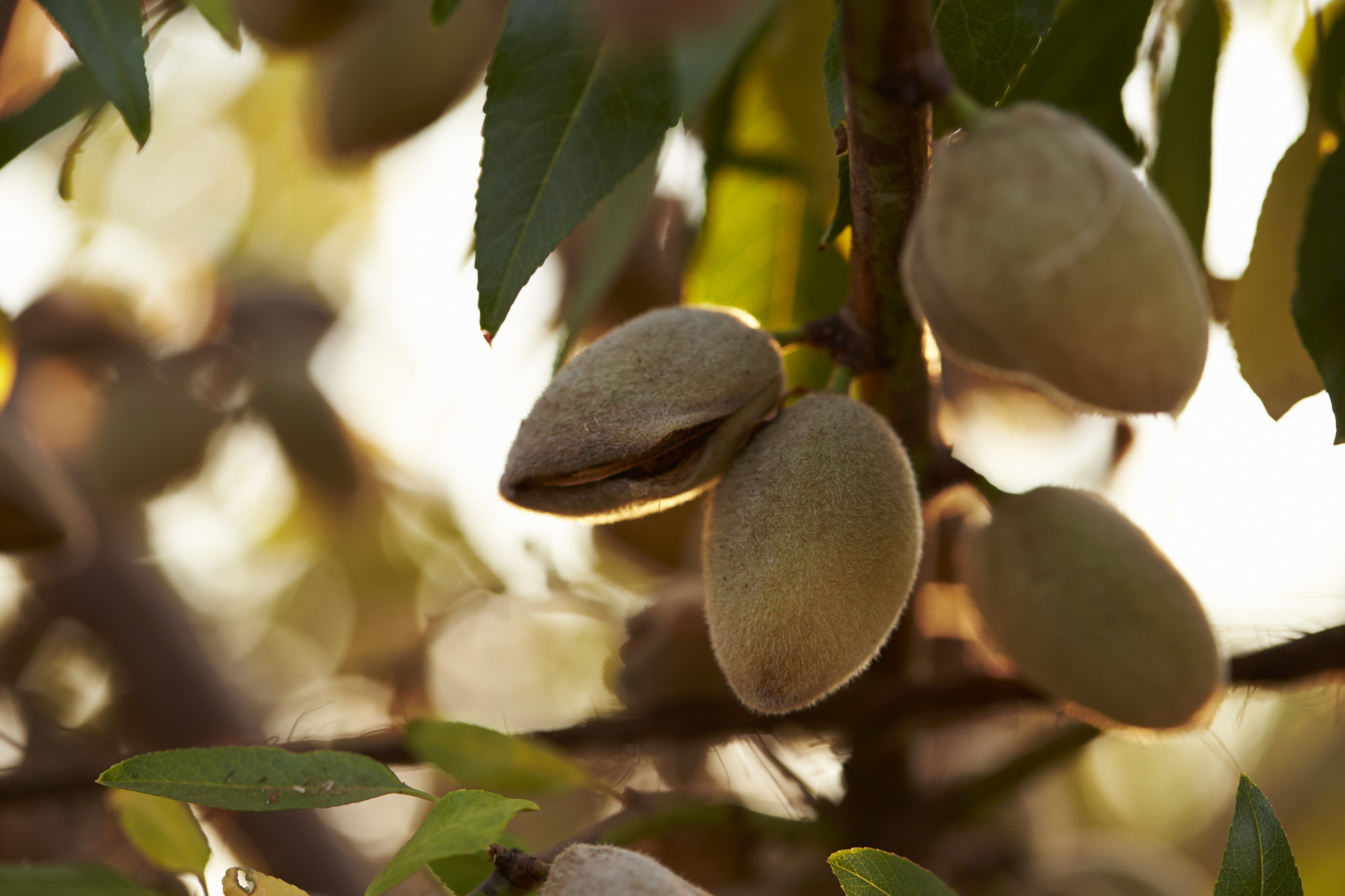 California Almond Acreage Drops Again in 2024