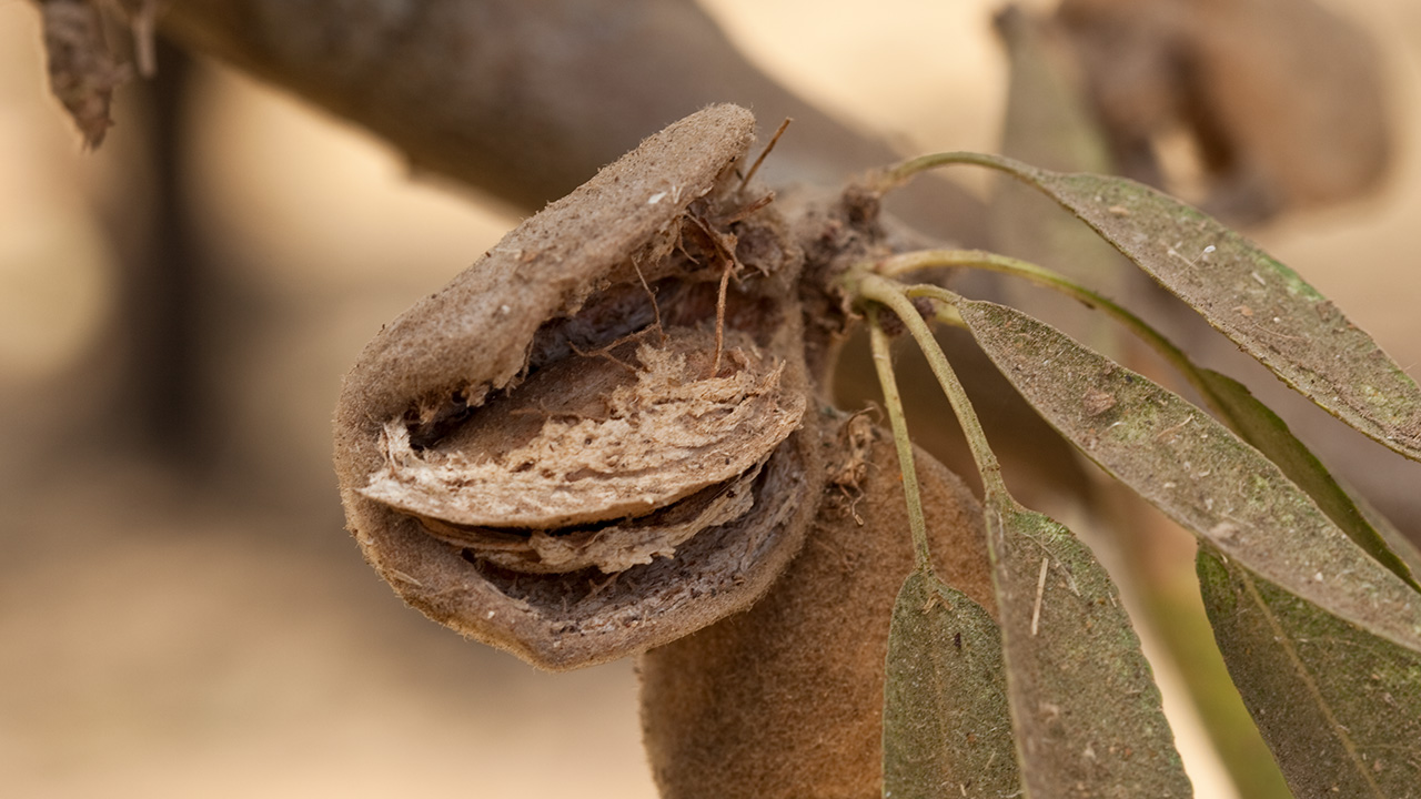 Almonds