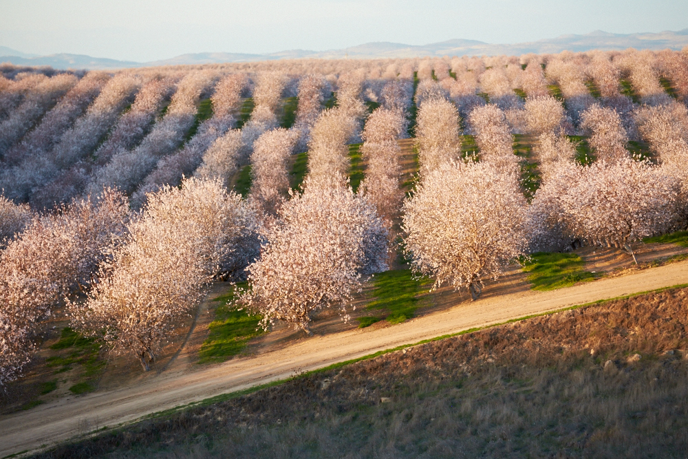 Almond Board of California Calls for 2025 Board of Directors Candidates