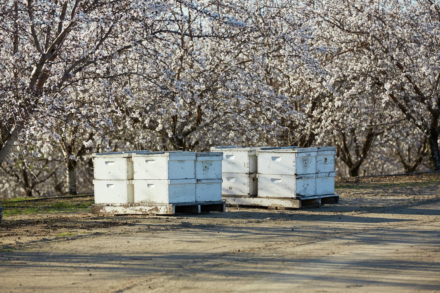 Bees in the orchard