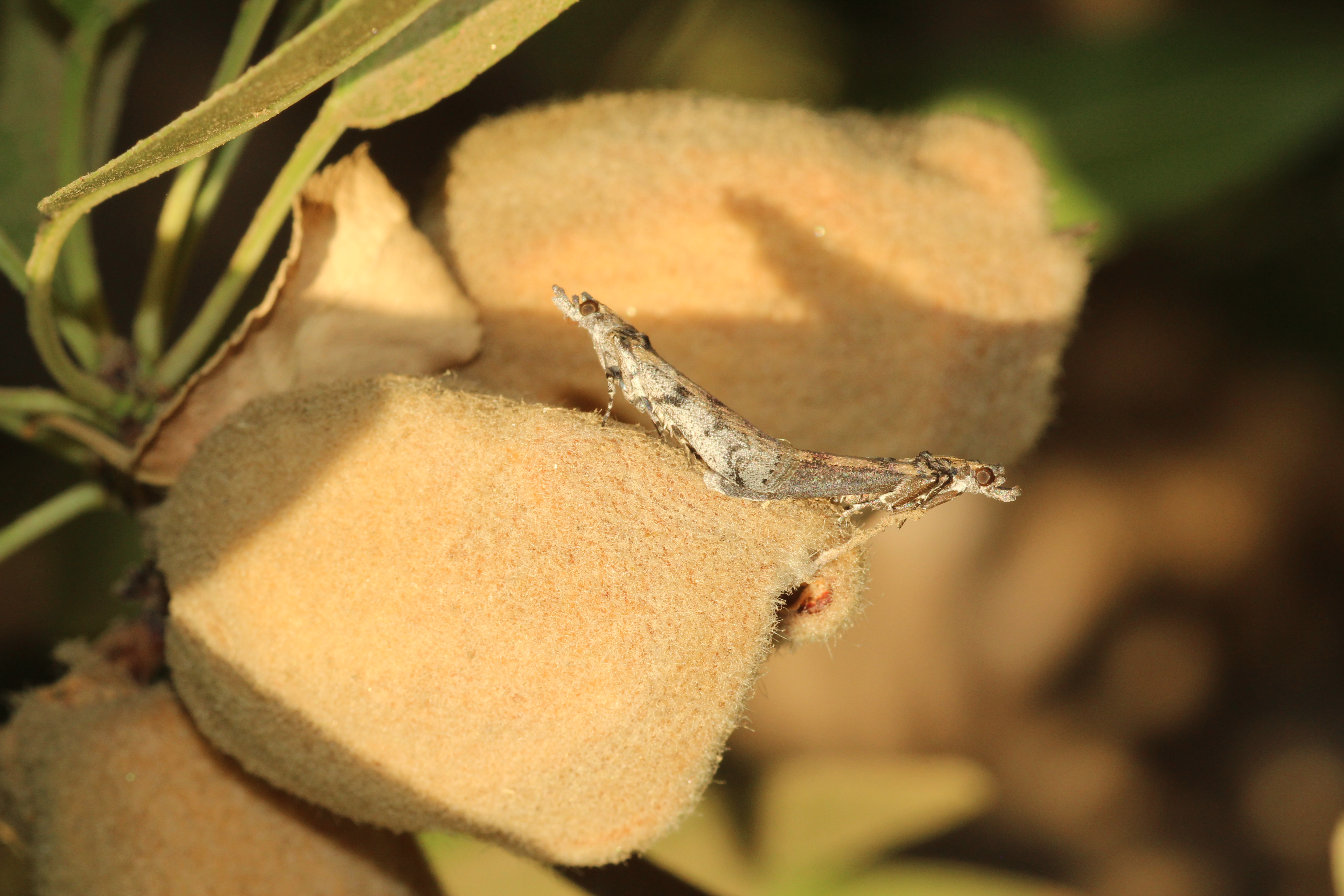 Navel orangeworm moths