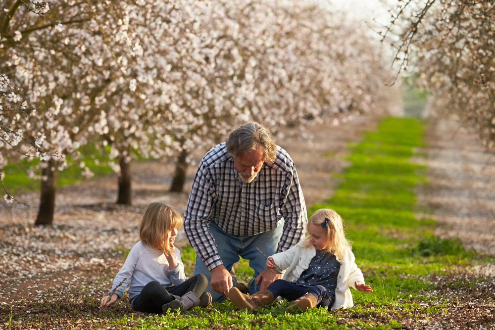 Grandpa playing with his two granddaughters in a blooming almond orchard.