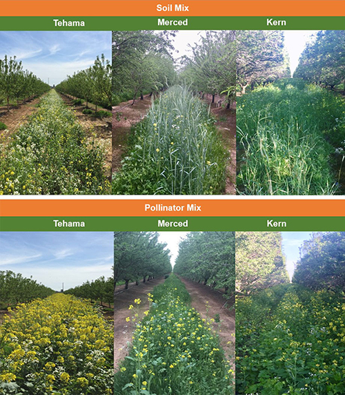 cover crops_Gaudin research_two mixes_smaller