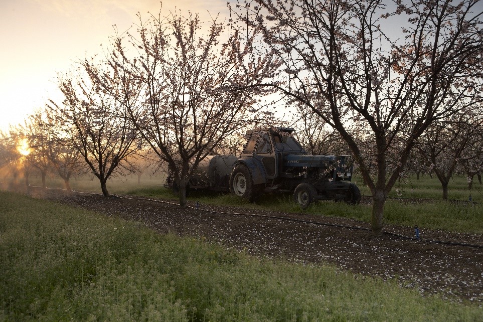 Spray rig in an almond orchard