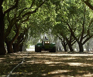 Spray rig in almond orchard at hullsplit