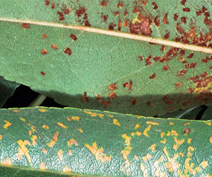 Rust pustules on leaves
