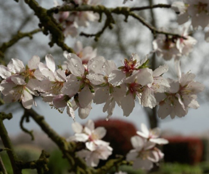 Water on almond blooms