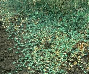 Bermudagrass spreading on orchard floor